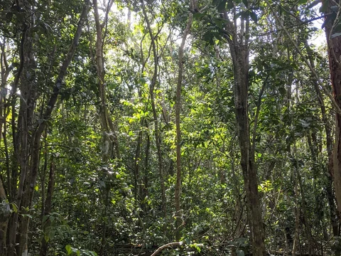 Castellow Hammock Preserve & Nature Center