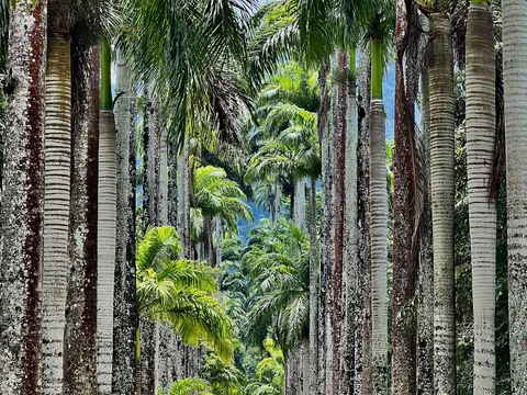 Jardim Botânico do Rio de Janeiro