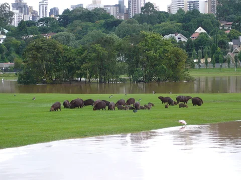 Parque Barigui