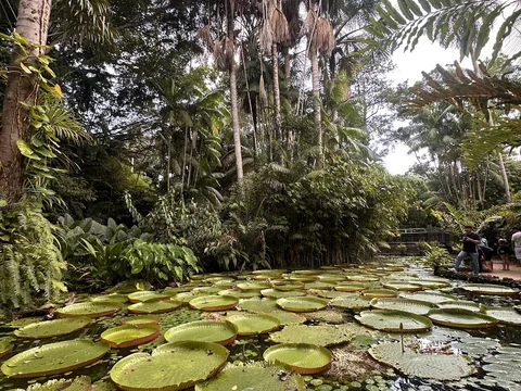 Bosque Rodrigues Alves