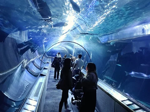 Aquarium of the Bay