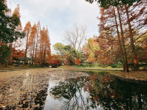 Gongqing Forest Park