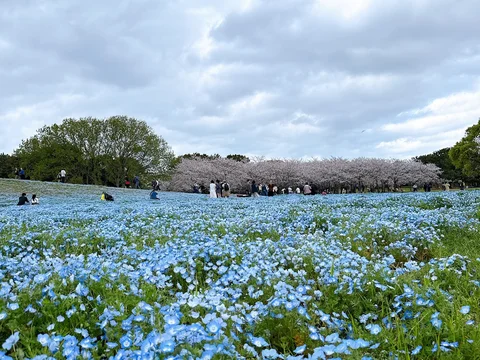 Uminonakamichi Seaside Park