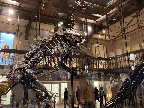 Muséum des Sciences Naturelles