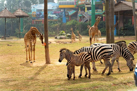 Chimelong Safari Park