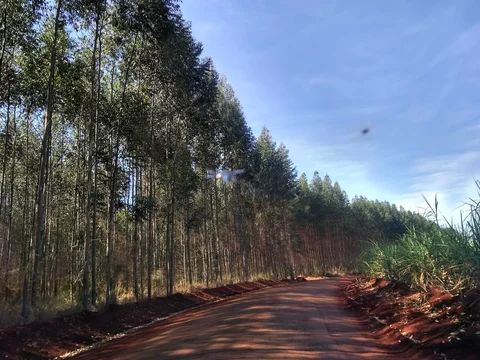 Trilha Rural dos Eucaliptos