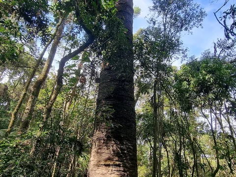 Trilha do Pinheiro Velho