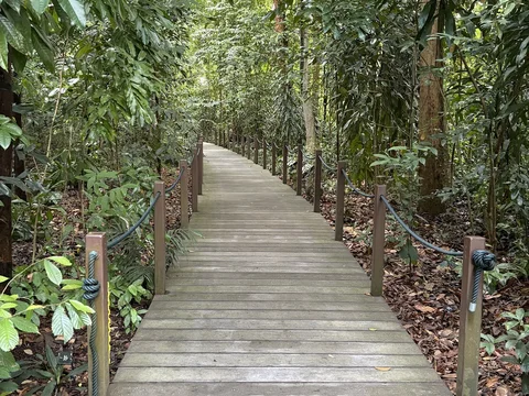 Singapore Botanic Gardens Rain Forest Trail