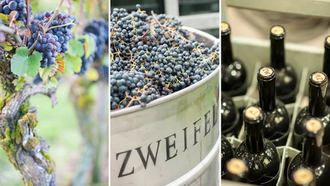 Zweifel 1898 Winery