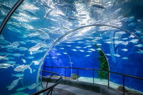 Shanghai Ocean Aquarium