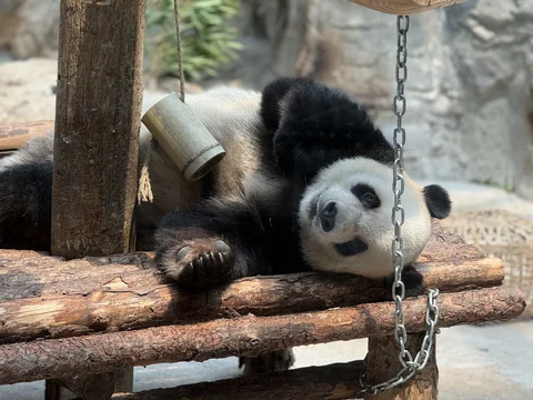 Beijing Zoo Panda House