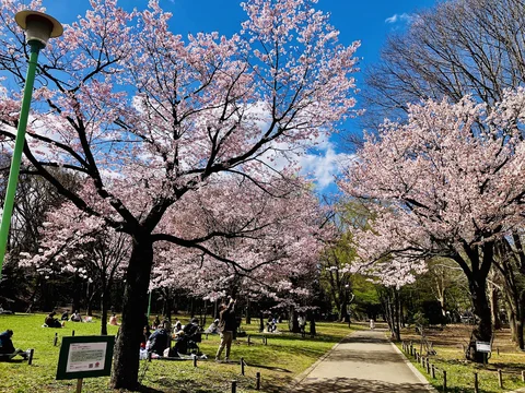 Maruyama Park