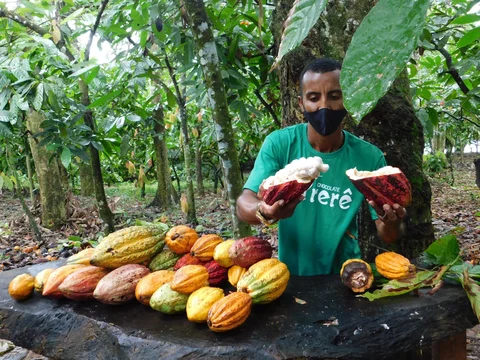 Fazenda Yrerê