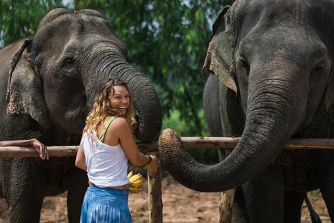 Elephant Jungle Sanctuary Pattaya