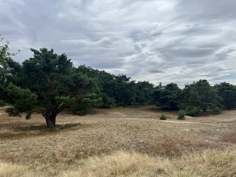 Naturschutzgebiet Schwanheimer Dune