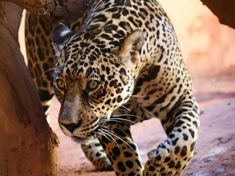 Parque Zoológico de Goiânia