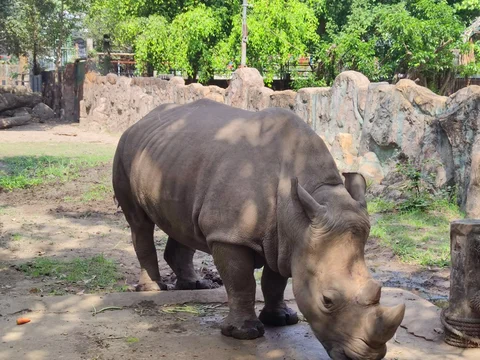 Saigon Zoo and Botanical Gardens