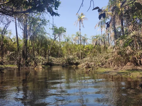 Igarapé do Macaco no Lago Verde
