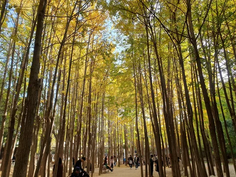 Seoul Forest