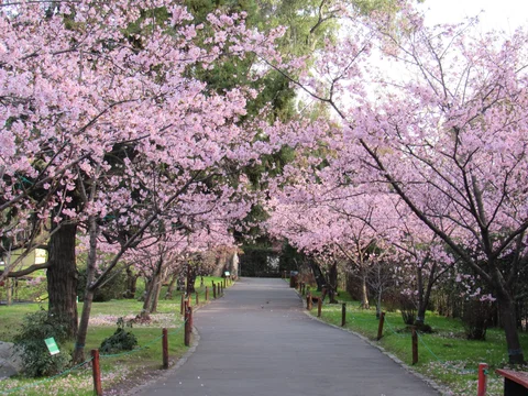 Jardin Japones