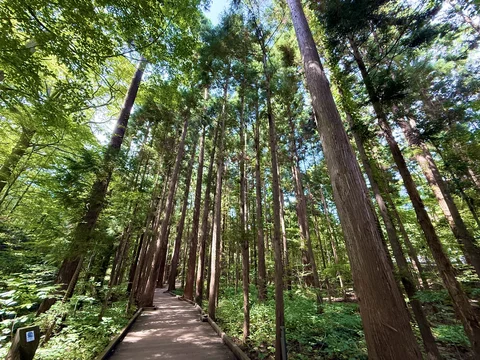 Floresta Primordial de Maruyama