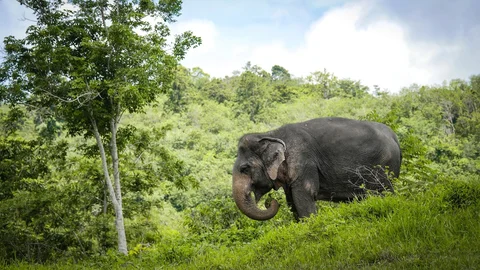 Phuket Elephant Sanctuary