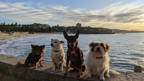 Coogee Beach
